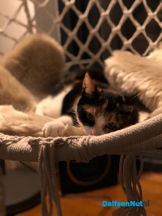 Onze kleine lapjes kat Luna was vermist - Foto: Ingezonden foto