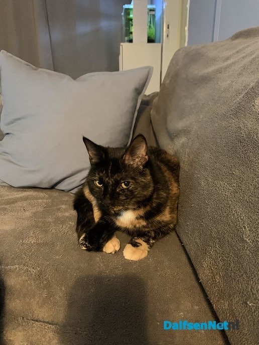 Kat vermist - Foto: Ingezonden foto