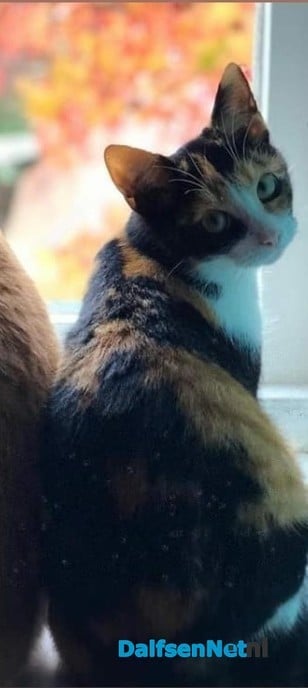 Onze kleine lapjes kat Luna was vermist - Foto: Ingezonden foto
