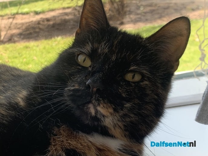 Kat vermist - Foto: Ingezonden foto