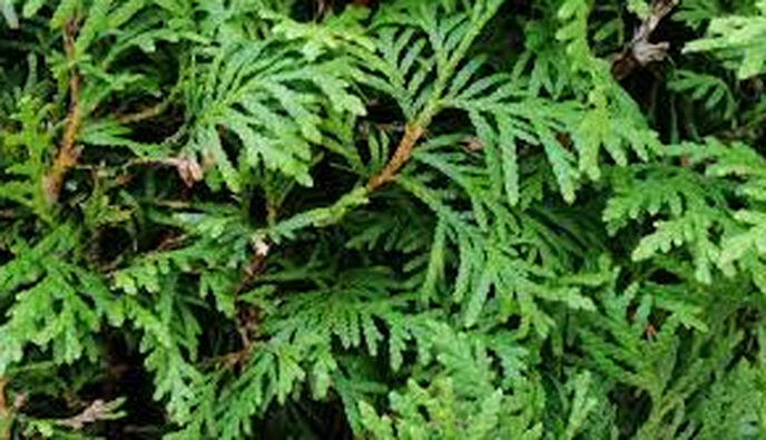Zal het kerststuk met hulst ook komen? - Foto: Ingezonden foto