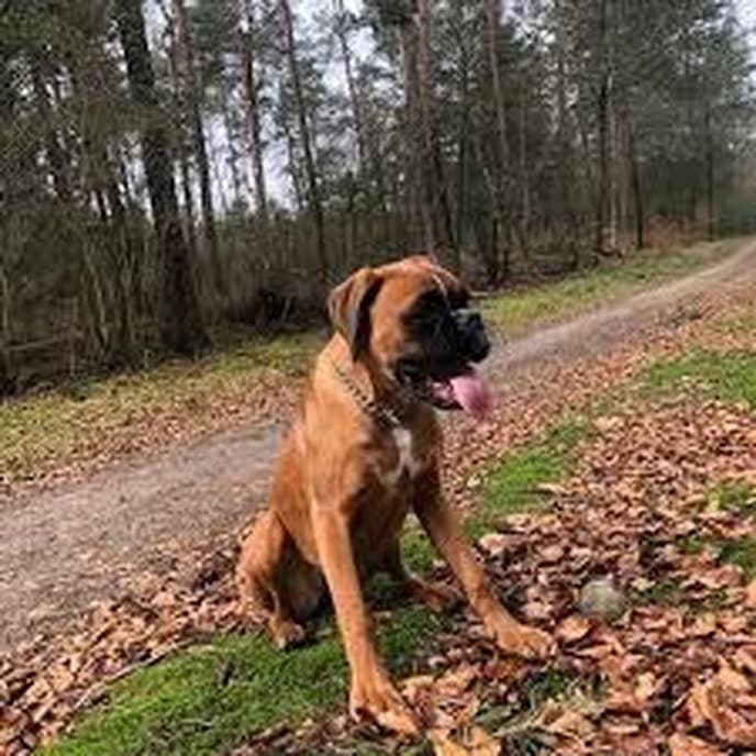 Hond zoek Sterrebos, is weer terug