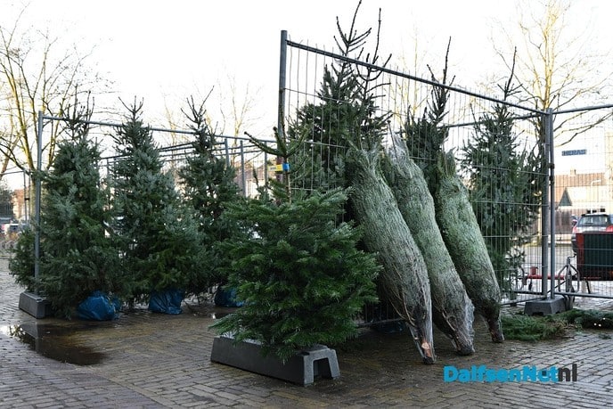 Kerstbomen SVD bijna uitverkocht - Foto: Johan Bokma