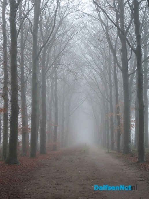 Witte wiemm vanmoan - Foto: Wim
