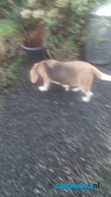 Hond - Foto: Ingezonden foto