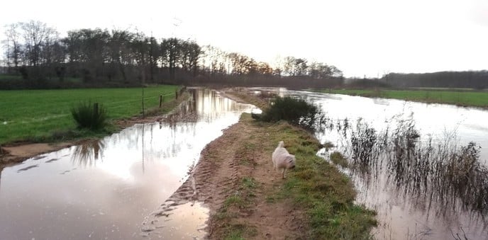 Hoogwater Vecht - Foto: Ingezonden foto