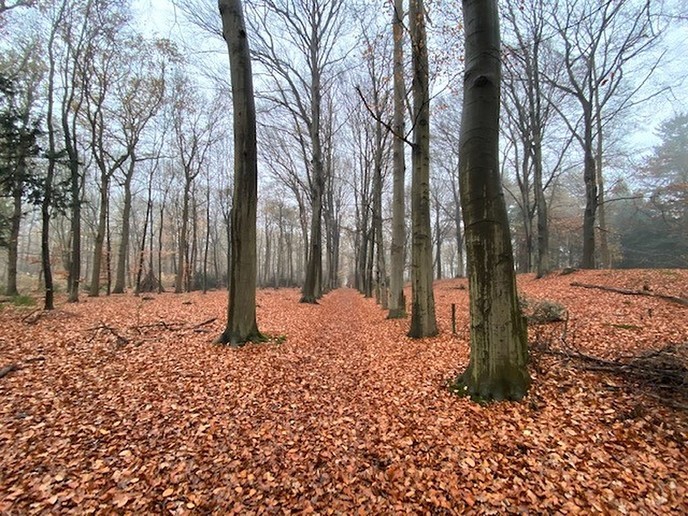 Heerlijk gewandeld in het Sterrebosch - Foto: Ingezonden foto