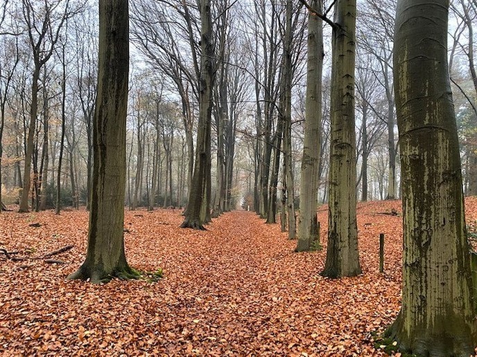 Heerlijk gewandeld in het Sterrebosch - Foto: Ingezonden foto
