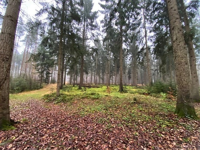 Heerlijk gewandeld in het Sterrebosch - Foto: Ingezonden foto