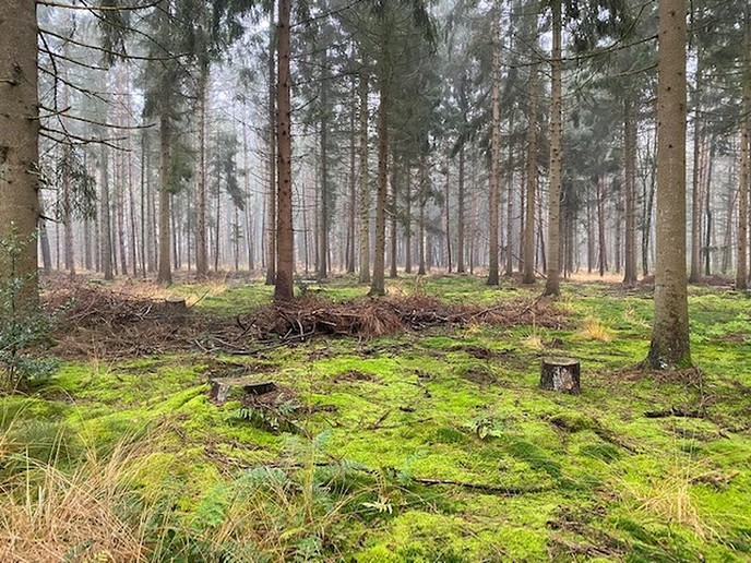 Heerlijk gewandeld in het Sterrebosch - Foto: Ingezonden foto