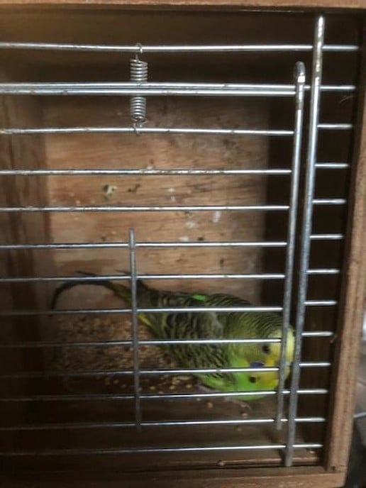 Grasparkiet aankomen vliegen - Foto: Eigen geleverde foto