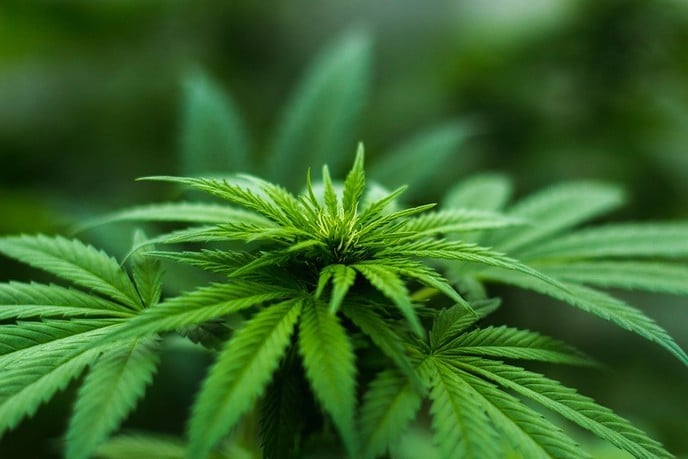 Hoe lang blijf je precies stoned?