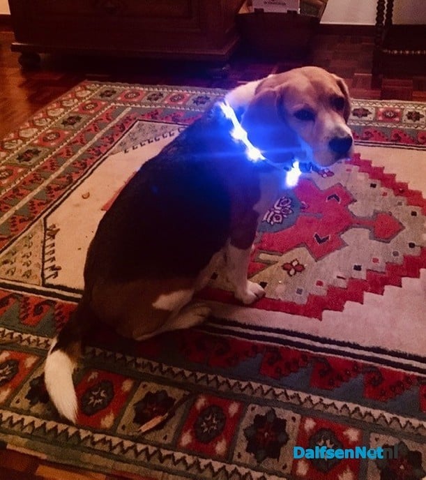 Verloren: lichtgevende halsband hond - Foto: Ingezonden foto