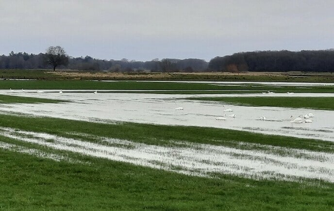 Zwanenmeer - Foto: Gruune Jopie
