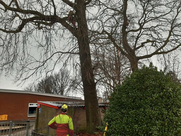 Preventief onderhoud monumentale eiken - Foto: Ingezonden foto