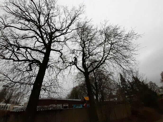 Preventief onderhoud monumentale eiken - Foto: Ingezonden foto