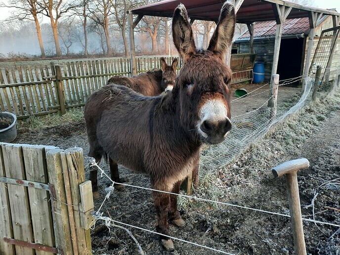 Mien mooie Welsum - Foto: Gruune Jopie