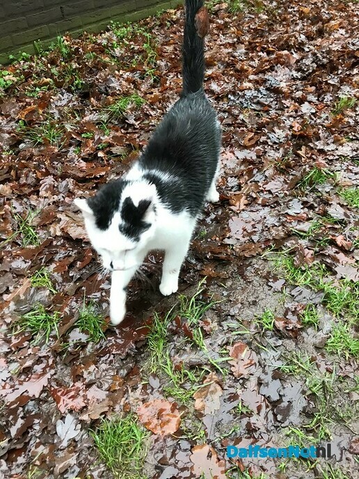 Poes gevonden - Foto: Ingezonden foto