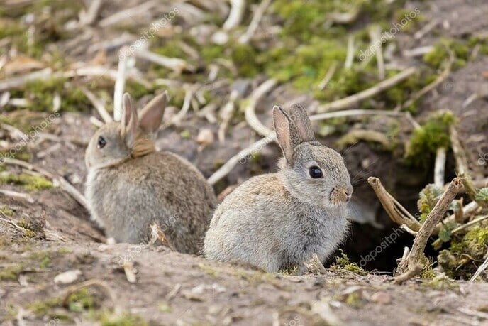Konijnen gaan weer hippen - Foto: Ingezonden foto