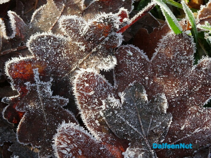 Trekpleister Bellingeweer - Foto: Ingezonden foto