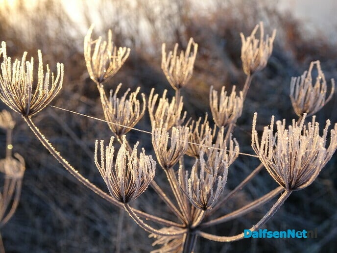 Vorst en mist Bellingeweer - Foto: Ingezonden foto