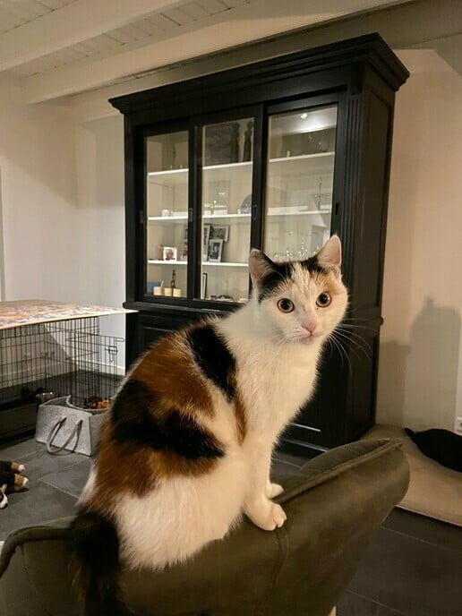 Poes weg en weer gevonden - Foto: Ingezonden foto