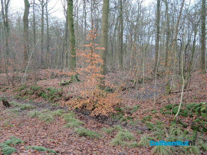Rabatten en eiken dreigen door de droogte te verdwijnen - Foto: Wim
