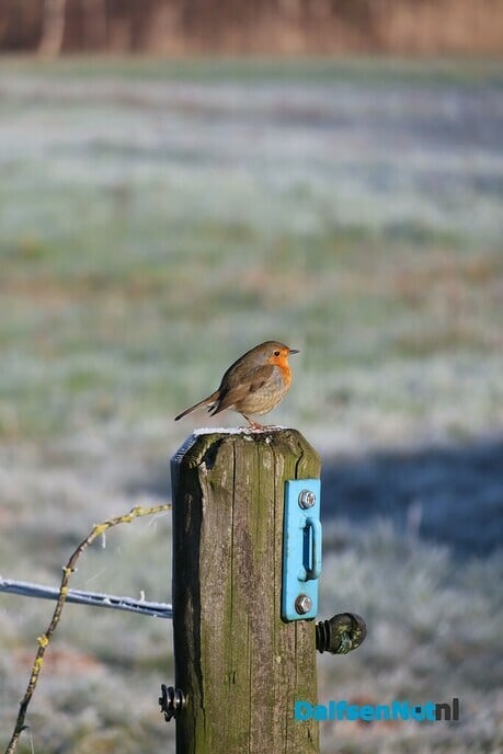 Dalfsen gefotografeerd - Foto: Ingezonden foto