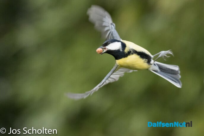 Kole-Mees - Foto: Ingezonden foto