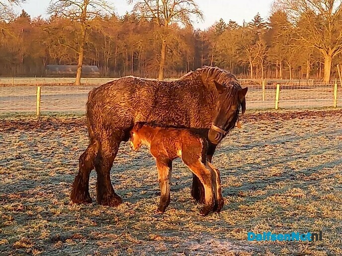 Geboorte - Foto: Ingezonden foto
