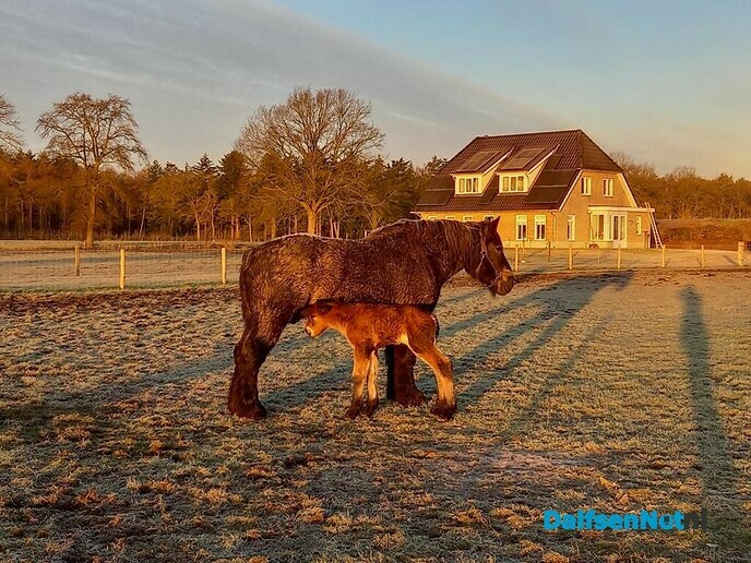 Geboorte - Foto: Ingezonden foto