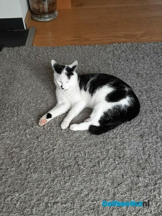 Kater Timmy vermist en terug - Foto: Ingezonden foto