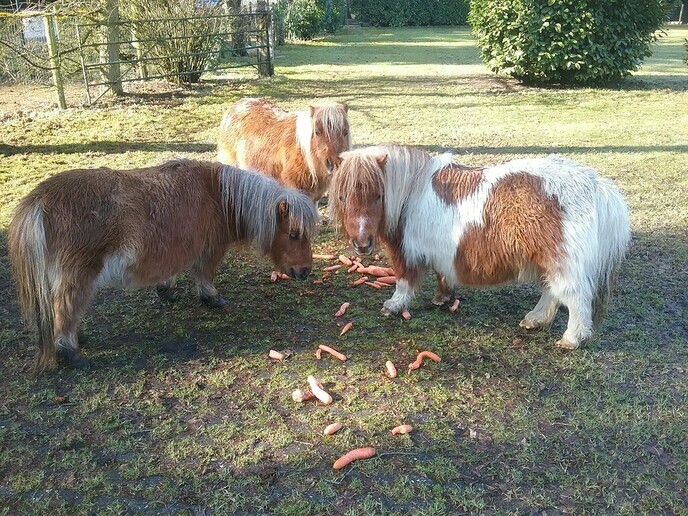 De minipony’s van de Stuw - Foto: Ingezonden foto