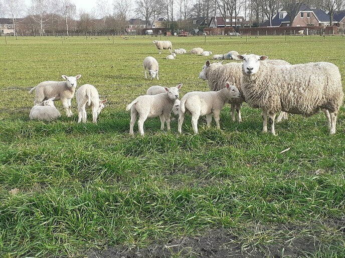 Lammetjes in weiland - Foto: William uit Dedemsvaart