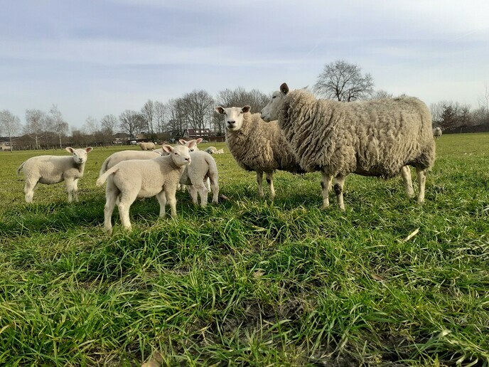 Lammetjes in weiland - Foto: William uit Dedemsvaart