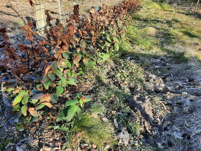 Snee: pret en bescherming - Foto: Gruune Jopie