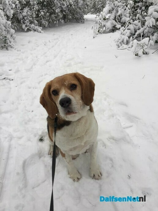 Hond Tommie - Foto: Ingezonden foto