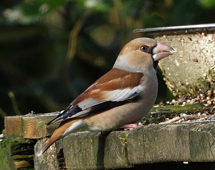 Vogels spotten - Foto: Ingezonden foto