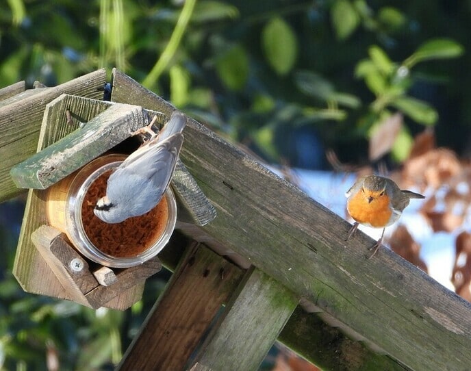 Vogels spotten - Foto: Ingezonden foto