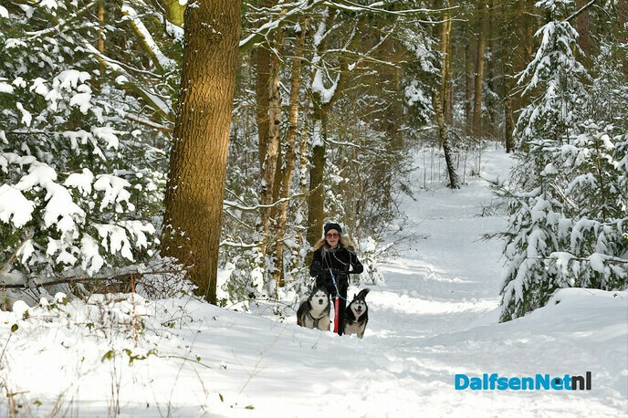 Met Siberische husky’s op de stepslee door het Sterrebos - Foto: Johan Bokma