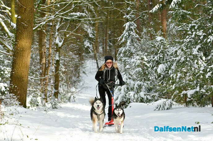 Met Siberische husky’s op de stepslee door het Sterrebos - Foto: Johan Bokma