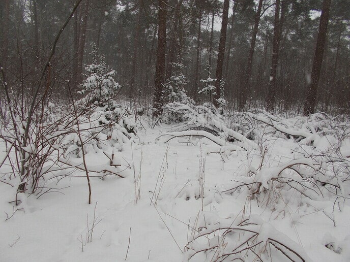 Sneeuwplaatjes - Foto: Ingezonden foto