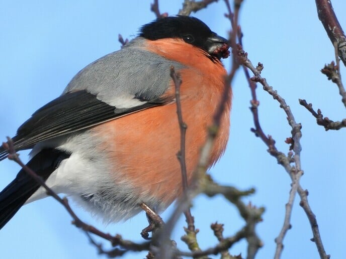 Vogels spotten - Foto: Ingezonden foto