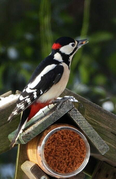 Vogels spotten - Foto: Ingezonden foto