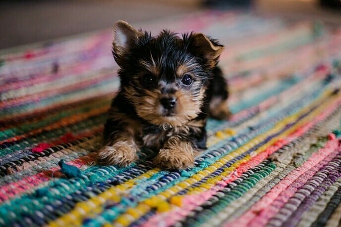 Meer mensen nemen een puppy door coronacrisis