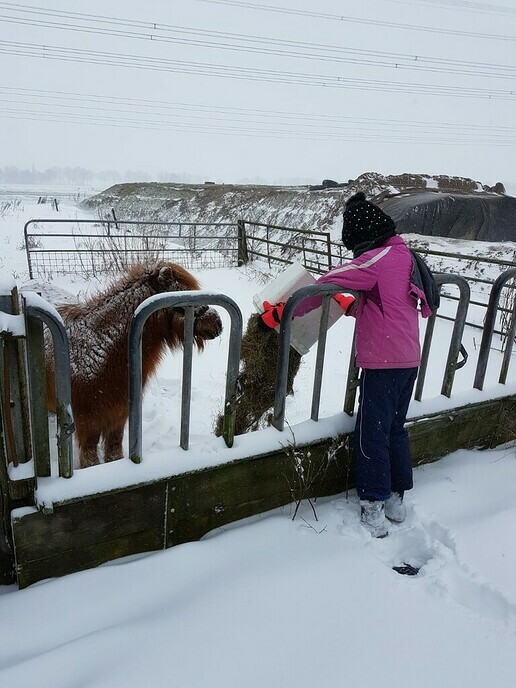 Nog meer sneeuwfoto’s en beelden - Foto: Ingezonden foto