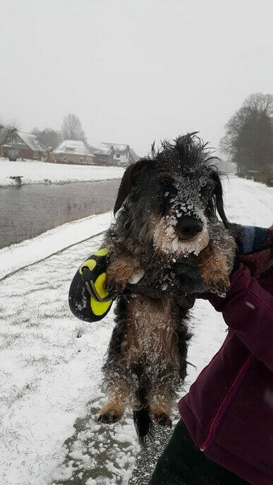 Nog meer sneeuwfoto’s en beelden - Foto: Ingezonden foto