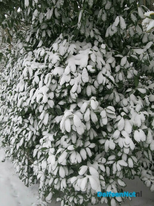 Het wordt nu echt winter! - Foto: Wim