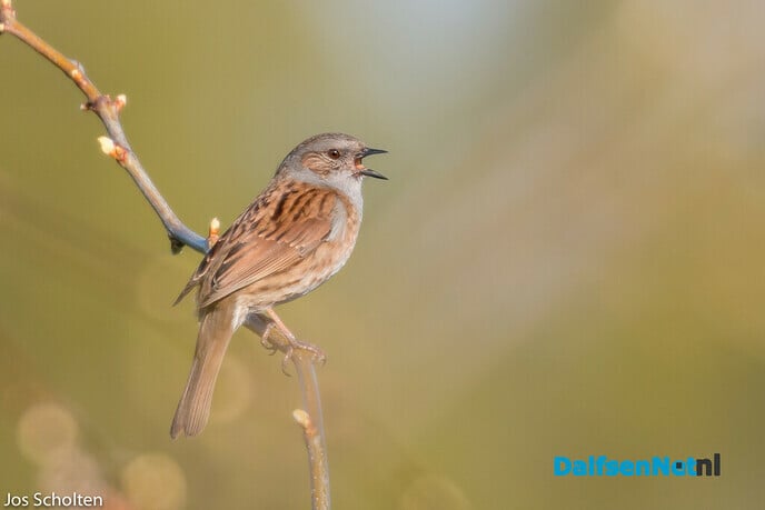 Grauwpieper - Foto: Ingezonden foto