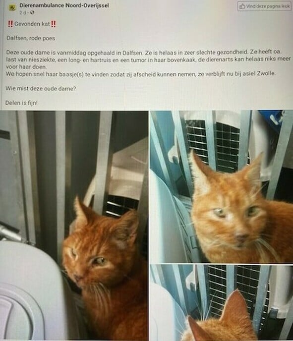 Kat gevonden